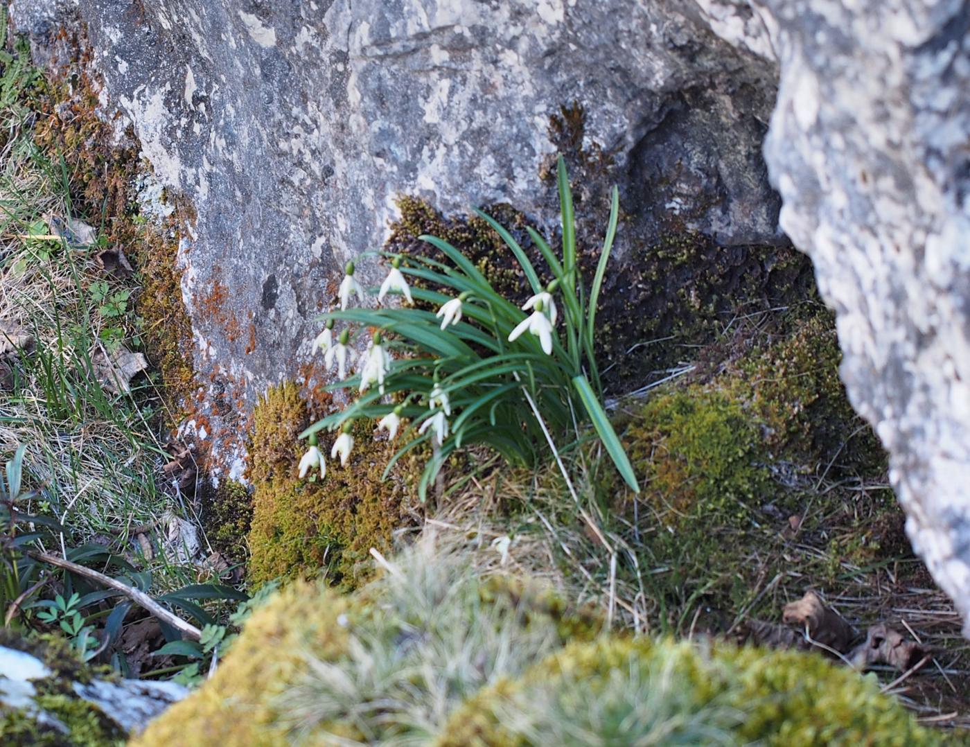 Snowdrop plant